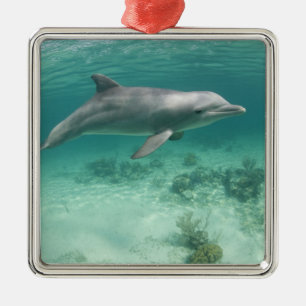 Bahamas, Grand Bahama Island, Freeport, Gefangen 6 Silbernes Ornament