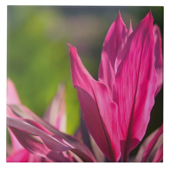 BAHAMAS, New Providence Island, Nassau:Paradies Fliese (Vorderseite)