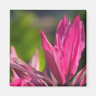 BAHAMAS, New Providence Island, Nassau: Paradies Magnet