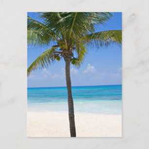 Bahamas Palm Tree Postkarte