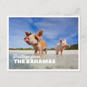 Bahamas-Schwein-Foto Exuma Cay Vintage-Grußkarte Postkarte