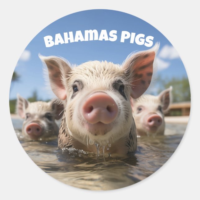 Bahamas Schwimmen Schweine - Exuma Pig Beach Adven Runder Aufkleber (Vorderseite)