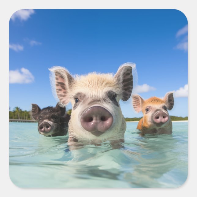 Bahamas Schwimmschwein 2024 Quadratischer Aufkleber (Vorderseite)