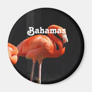 Bahamian Flamingo Magnet