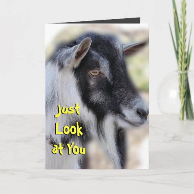 BaileyLookatSie passen jede Gelegenheit an Karte (Vorderseite)