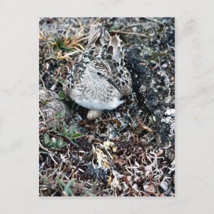 Baird's Sandpiper auf Nest Postkarte