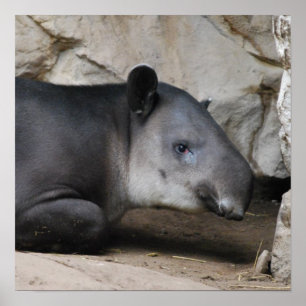 Bairds Tapir-Plakat Poster