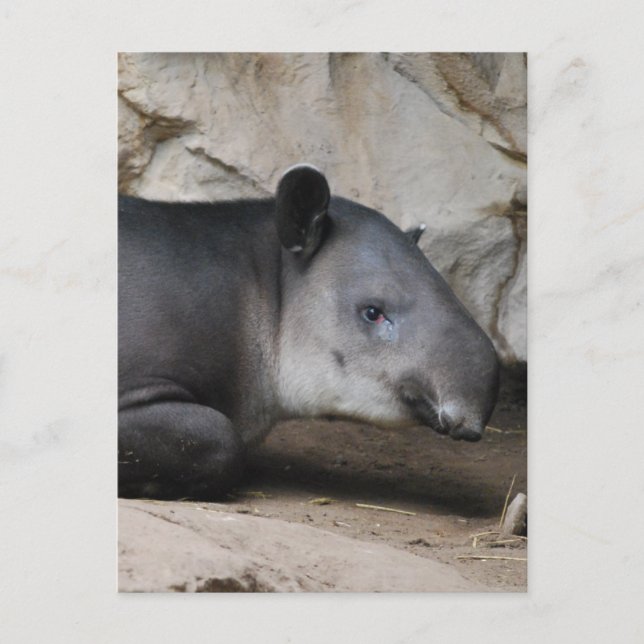 Baird's Tapir Postcard Postkarte (Vorderseite)
