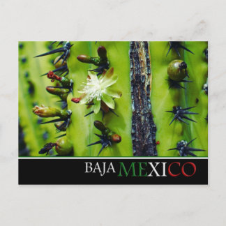 Baja Mexico Postcard Postkarte
