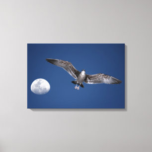 BAJA MOON FLIGHT 16x24 Leinwanddruck