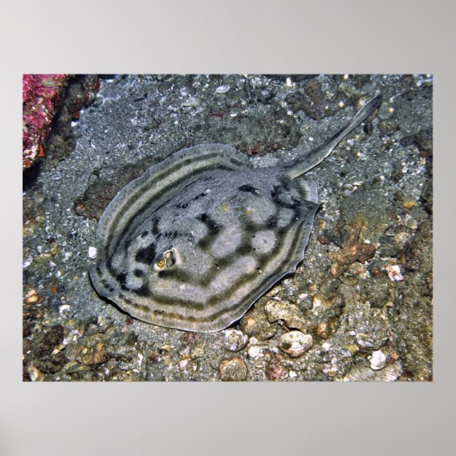 Baja Stingray Poster (Vorne)