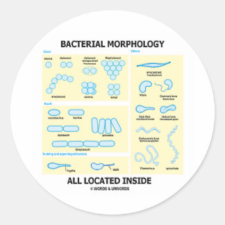 Bakterielle Morphologie im Inneren (Bakterien) Runder Aufkleber
