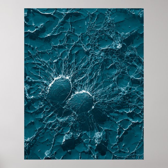 Bakterielle Staphylococcus Aureus-Zellen Nah auf Poster (Vorne)