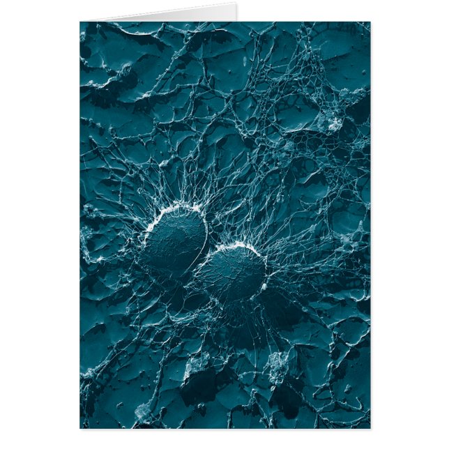 Bakterielle Zellen von Staphylococcus- aureusnahem (Vorne)