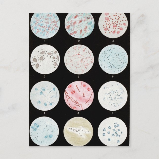 Bakterien Postkarte (Vorderseite)