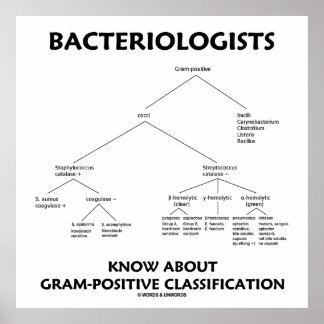Bakteriologen kennen Gram-Positive Klassifikation Poster