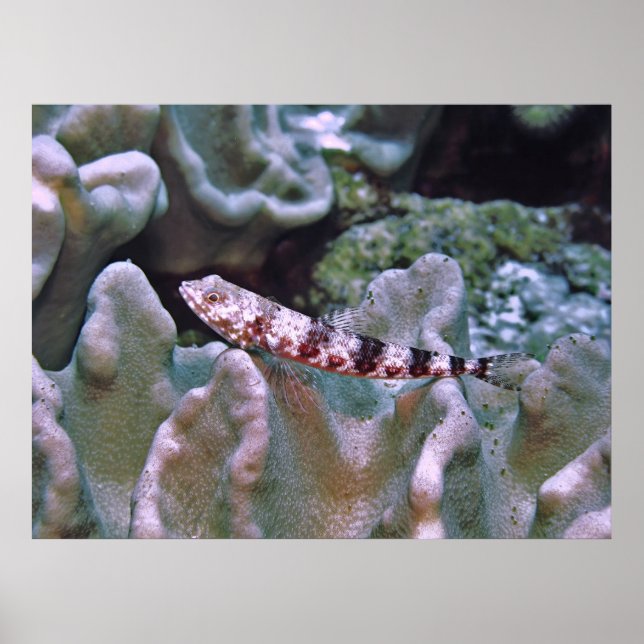 Balanced Lizardfish Poster (Vorne)