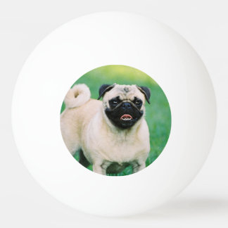 Balancierter Mops Tischtennisball