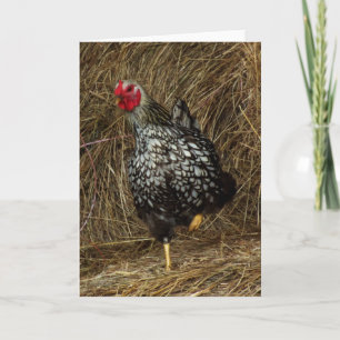 "Balancing" - Barnyard Chicken on One Foot in Hay Karte
