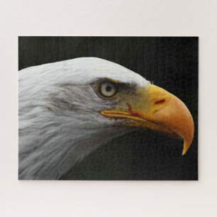 Bald Adler 16x20 520pc jpcna Puzzle