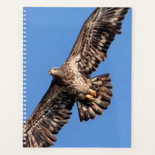 Bald-Adler 2024 Planer