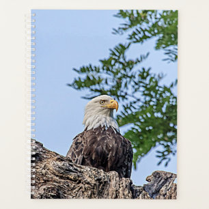 Bald-Adler 2024 Planer