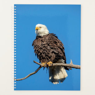 Bald-Adler 2024 Planer