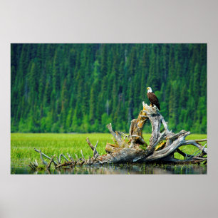 Bald-Adler am Zweig Poster