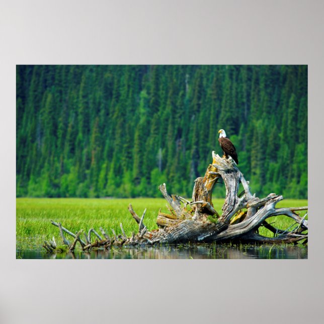 Bald-Adler am Zweig Poster (Vorne)