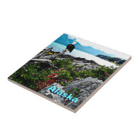 Bald-Adler an der Küste von Alaska