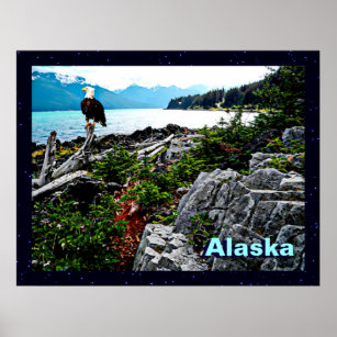 Bald-Adler an der Küste von Alaska Poster