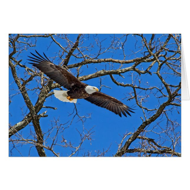 Bald-Adler auf blau (Vorderseite (Horizontal))