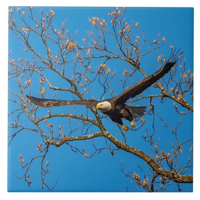 Bald-Adler auf blau Fliese (Vorderseite)