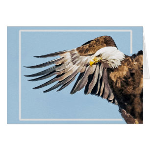Bald Adler auf dem Flügel