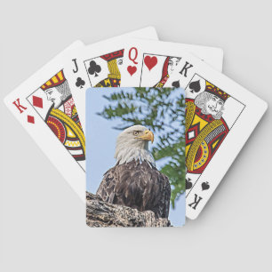 Bald-Adler auf einem Baumzweig Spielkarten