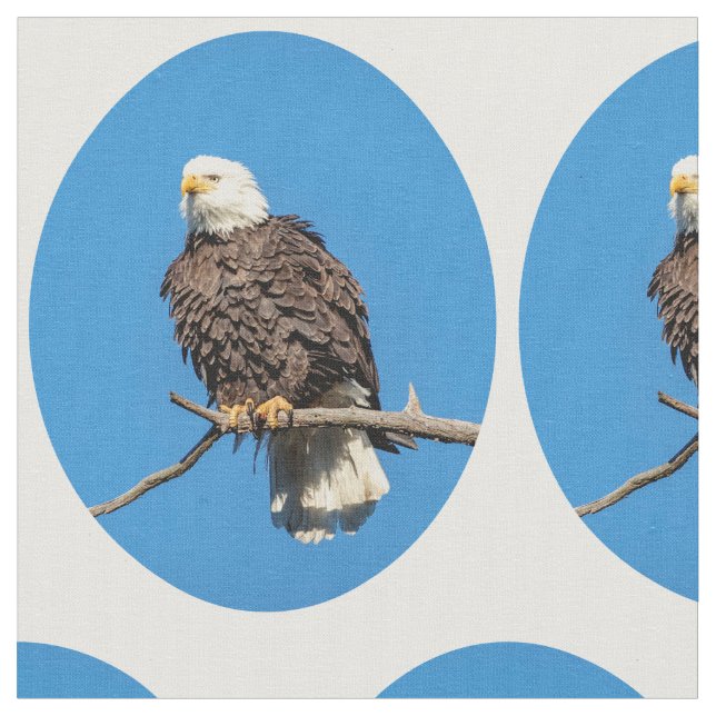 Bald-Adler auf einem Baumzweig Stoff (Nahaufnahme)