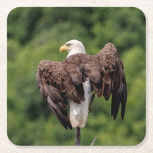 Bald-Adler auf einem Zweig Rechteckiger Pappuntersetzer