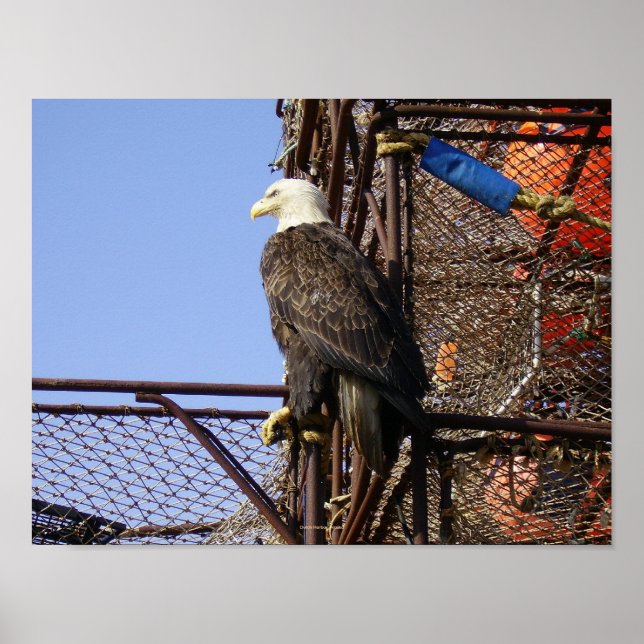 Bald Adler auf gestapelten Crabpots Poster (Vorne)