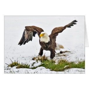 Bald Adler auf Gras und Schnee