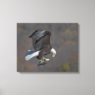 Bald-Adler, der einen Fisch anstarrt Leinwanddruck