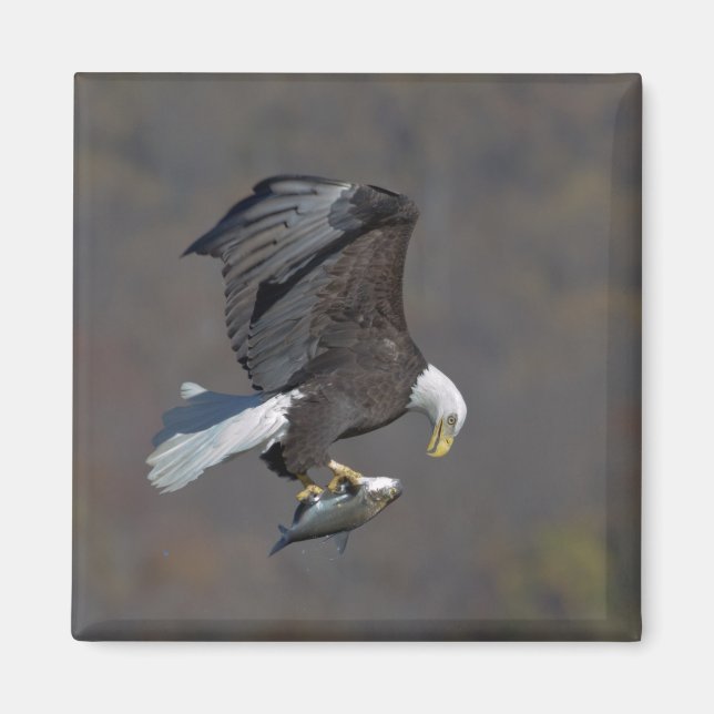 Bald-Adler, der einen Fisch anstarrt Magnet (Vorne)