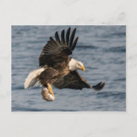Bald-Adler-Fang
