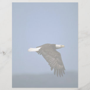 Bald-Adler fliegt über Horizont
