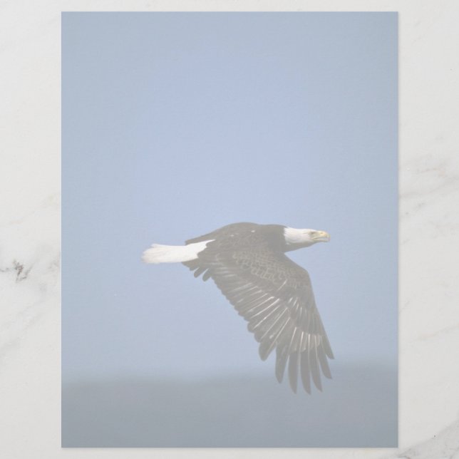 Bald-Adler fliegt über Horizont (Vorderseite)