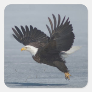 Bald Adler Flight Flight im Schnee Unterer Klamath Quadratischer Aufkleber