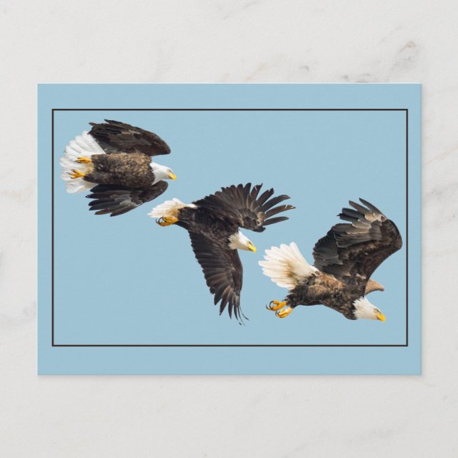 Bald-Adler-Flug auf Blue Postkarte (Vorderseite)
