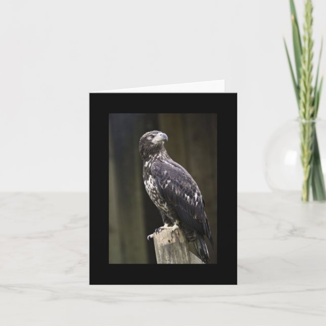 Bald-Adler-Foto Faltkarte (Vorderseite)