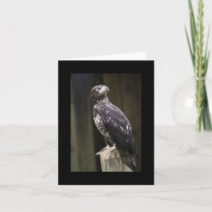 Bald-Adler-Foto Faltkarte