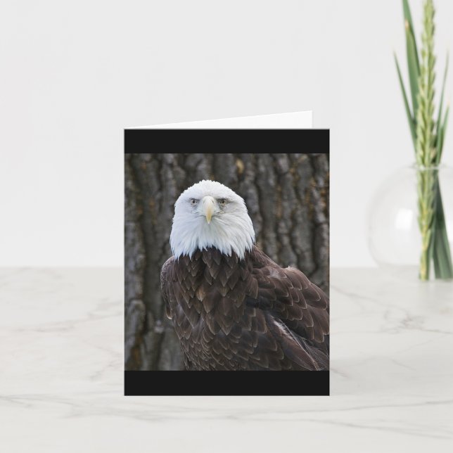 Bald-Adler-Foto Faltkarte (Vorderseite)
