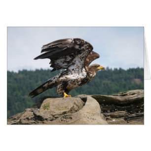 Bald Adler für den Flug - Karten
